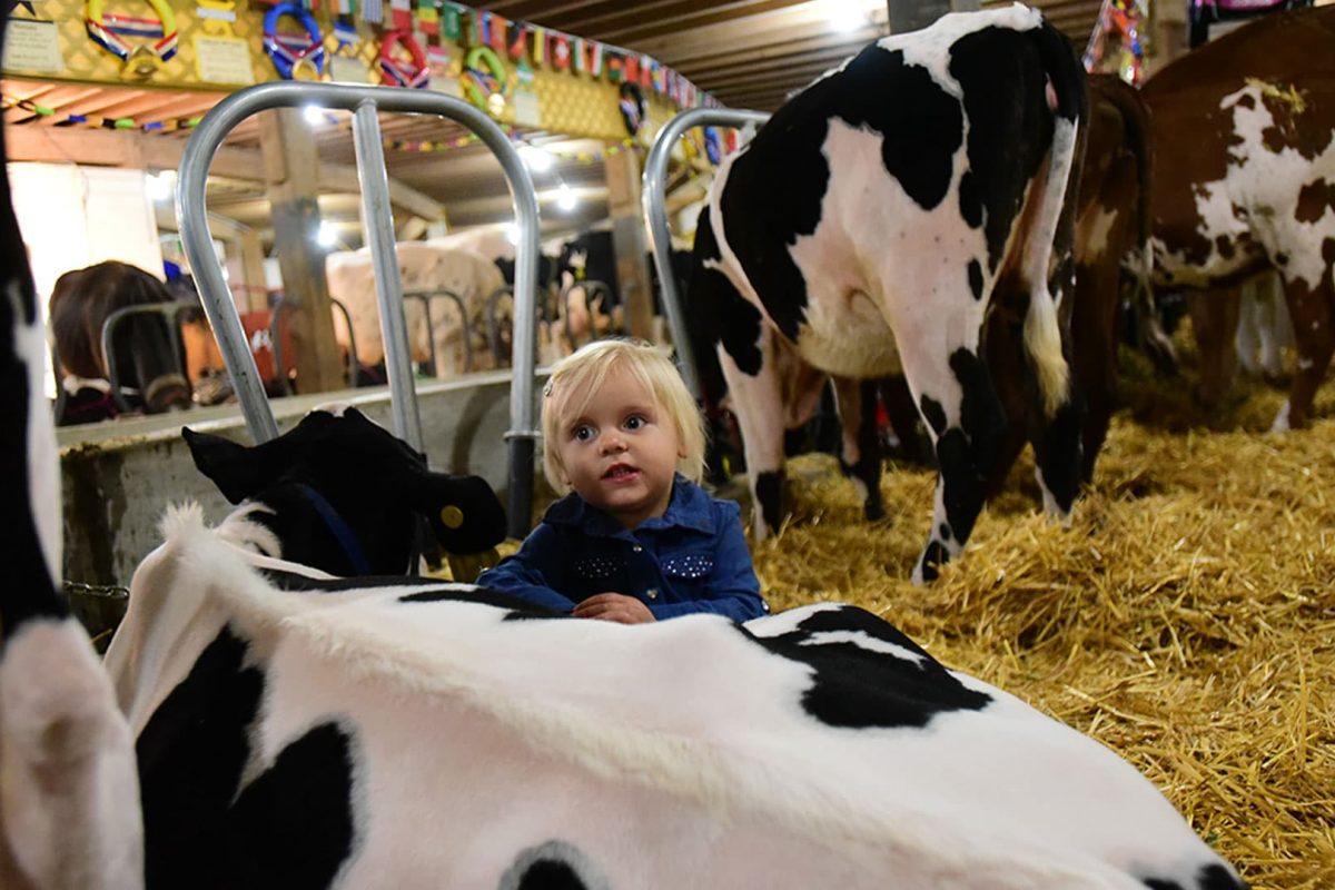 Discover Marshfieldโs agritourism attractions | Girl with dairy cow at Central Wisconsin State Fair Marshfield WI