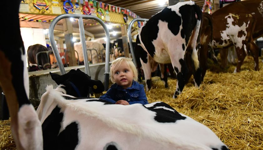 Girl with dairy cow at Central Wisconsin State Fair Marshfield WI