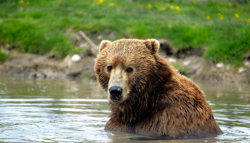 Kodiak bear in zoo pond
