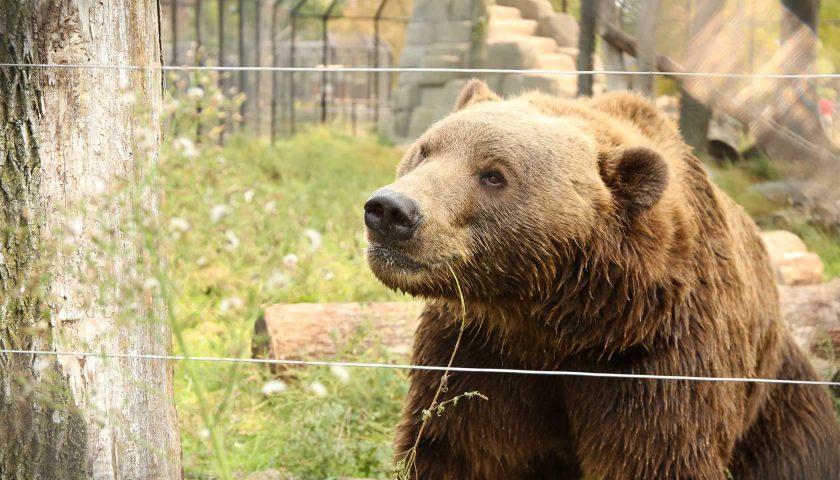 Kodiak bear looking through fence at Wildwood Park and Zoo in Marshfield Wisconsin